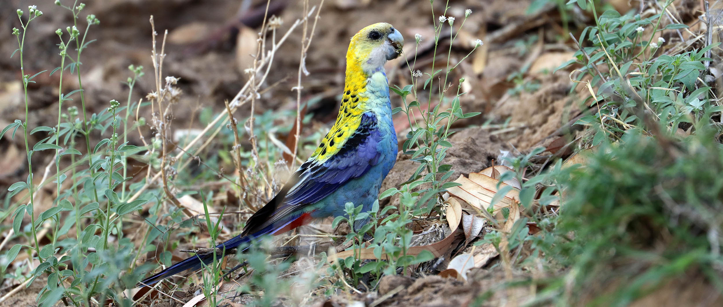 rosella-pale-headed-llyod-jones-weir