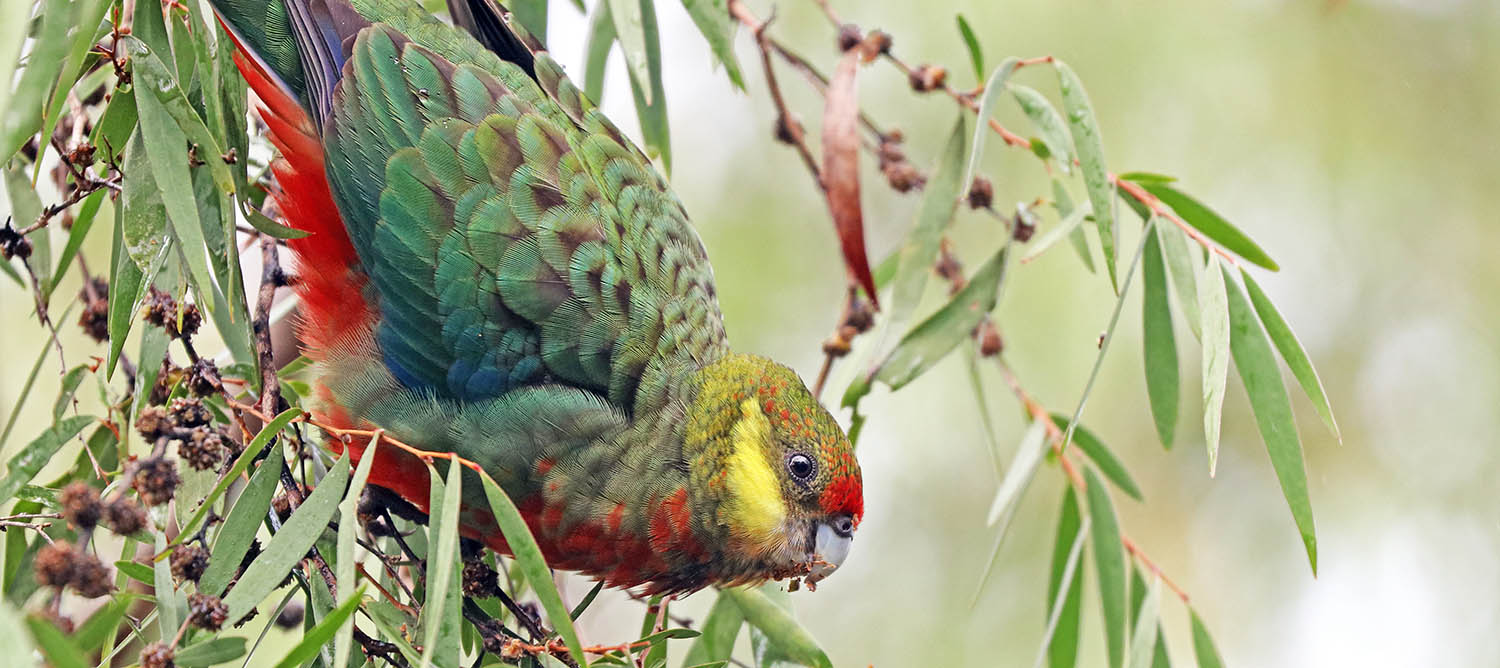 rosella-western-female-nonralup