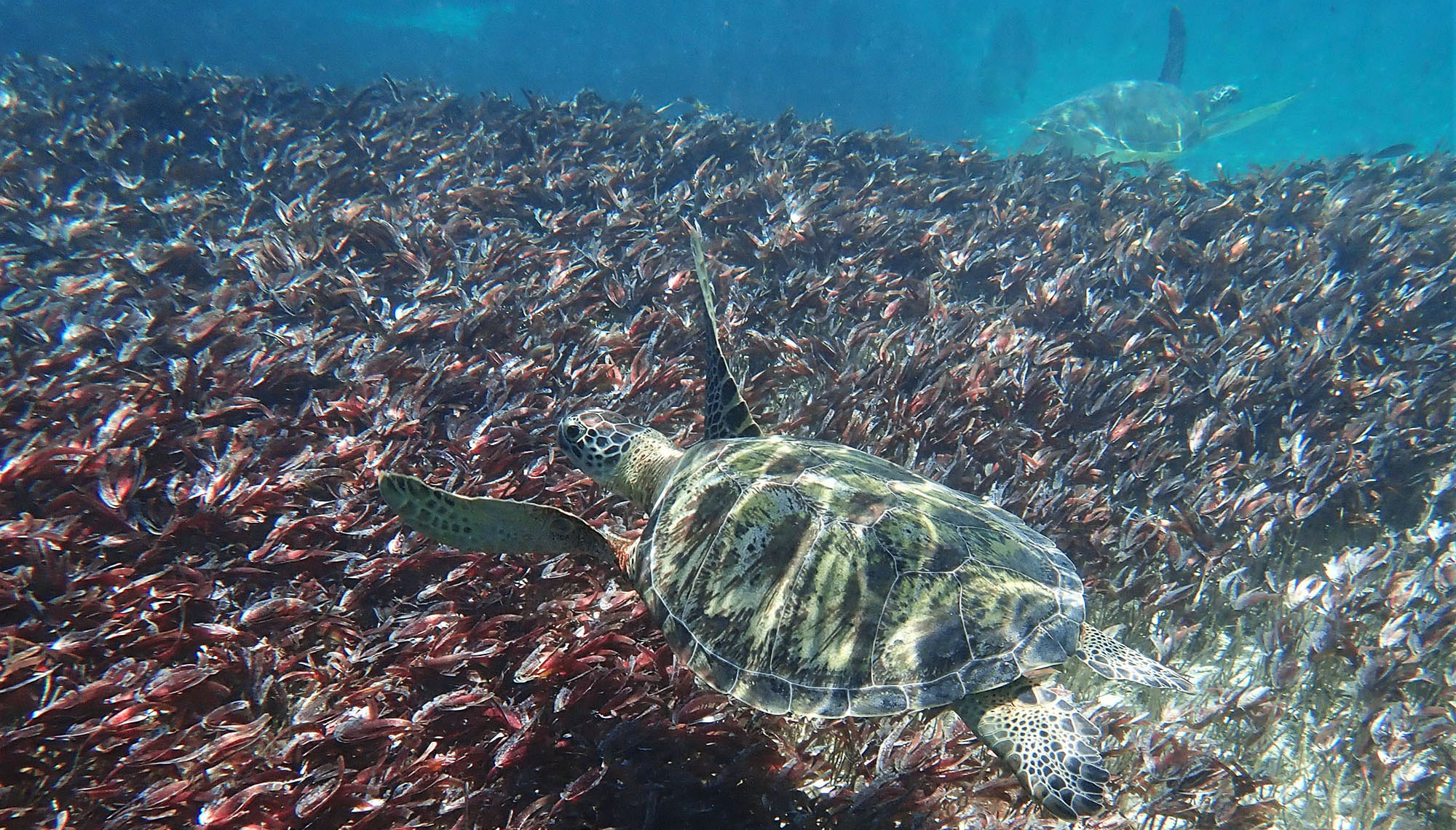 sea-grass-turtles-