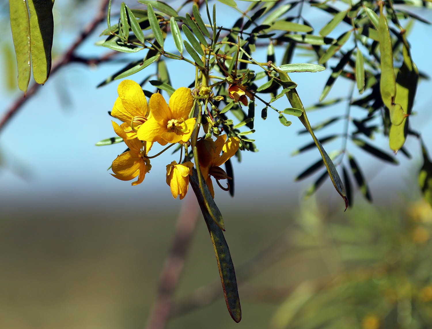 senna-glutinosa-luerssen-millstream