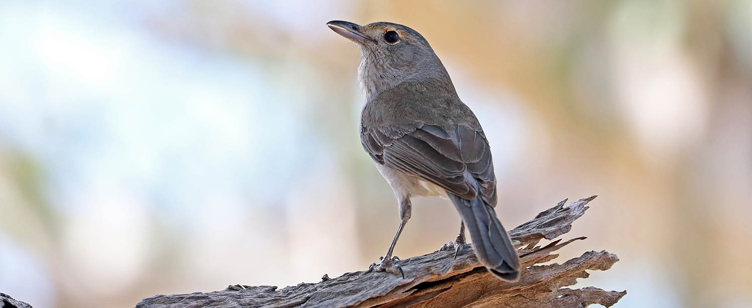 shrike-thrush-grey-weir