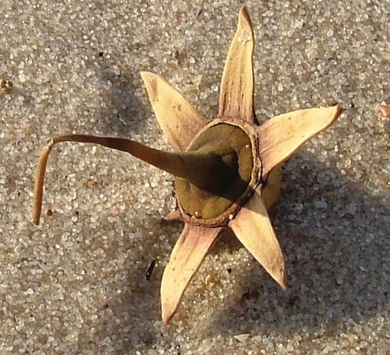 sonneratia-alba-calyx-on-beach