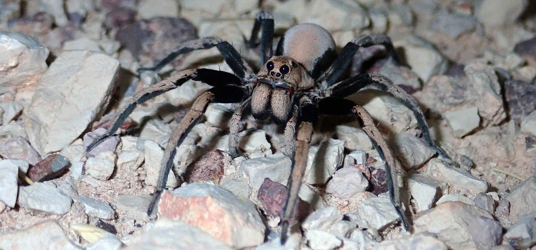 spider-wolf-black-legs-bladensberg