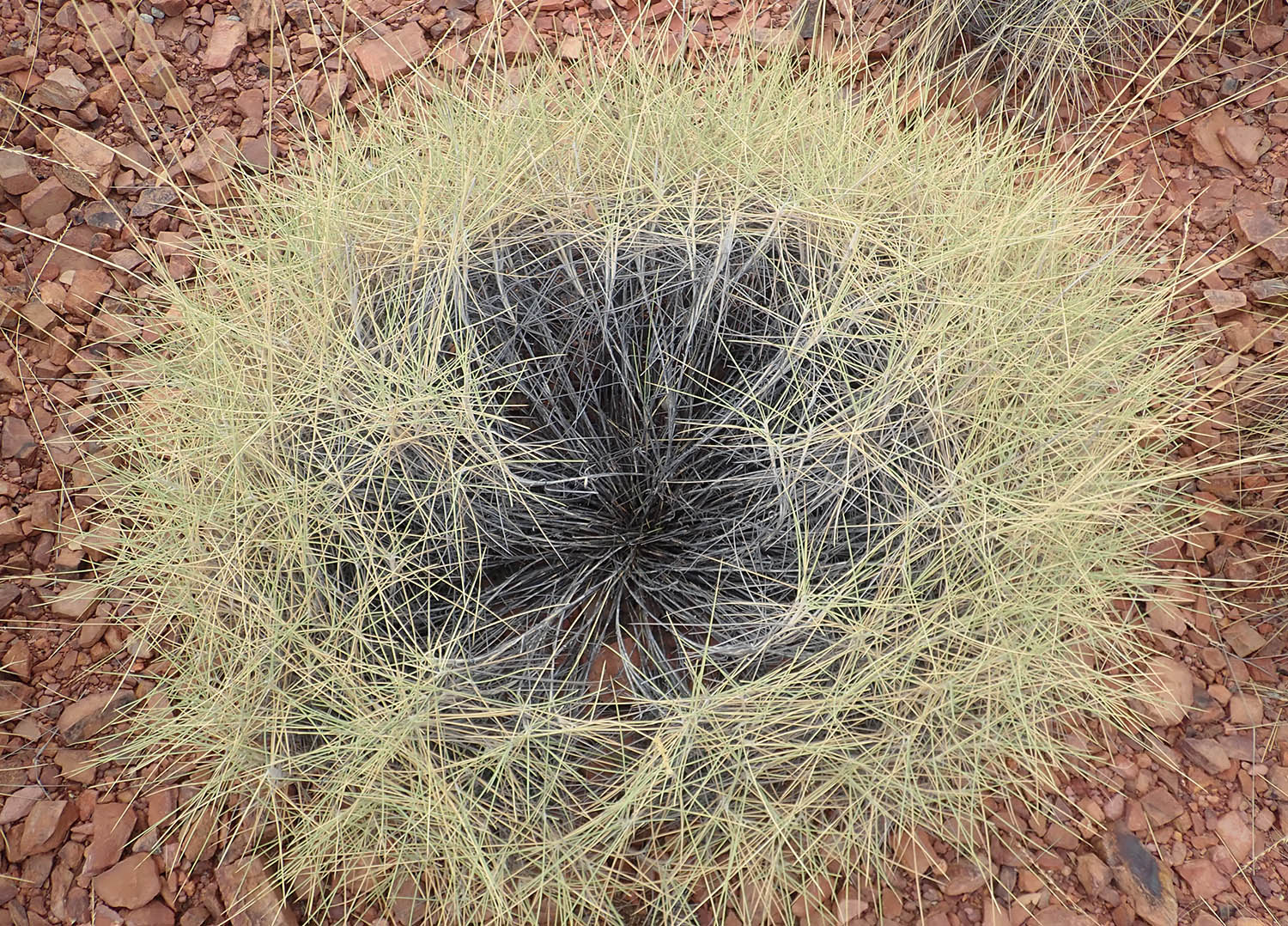 spinifex-grass-ring-telstra-hill