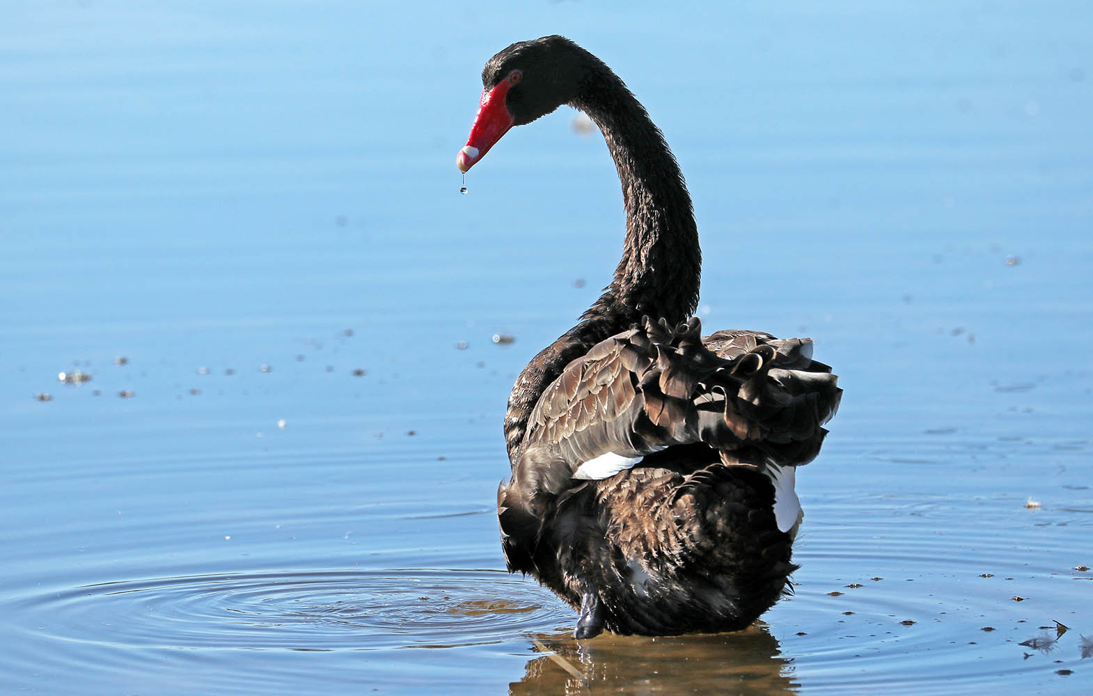 swan-black-herdsman-lake