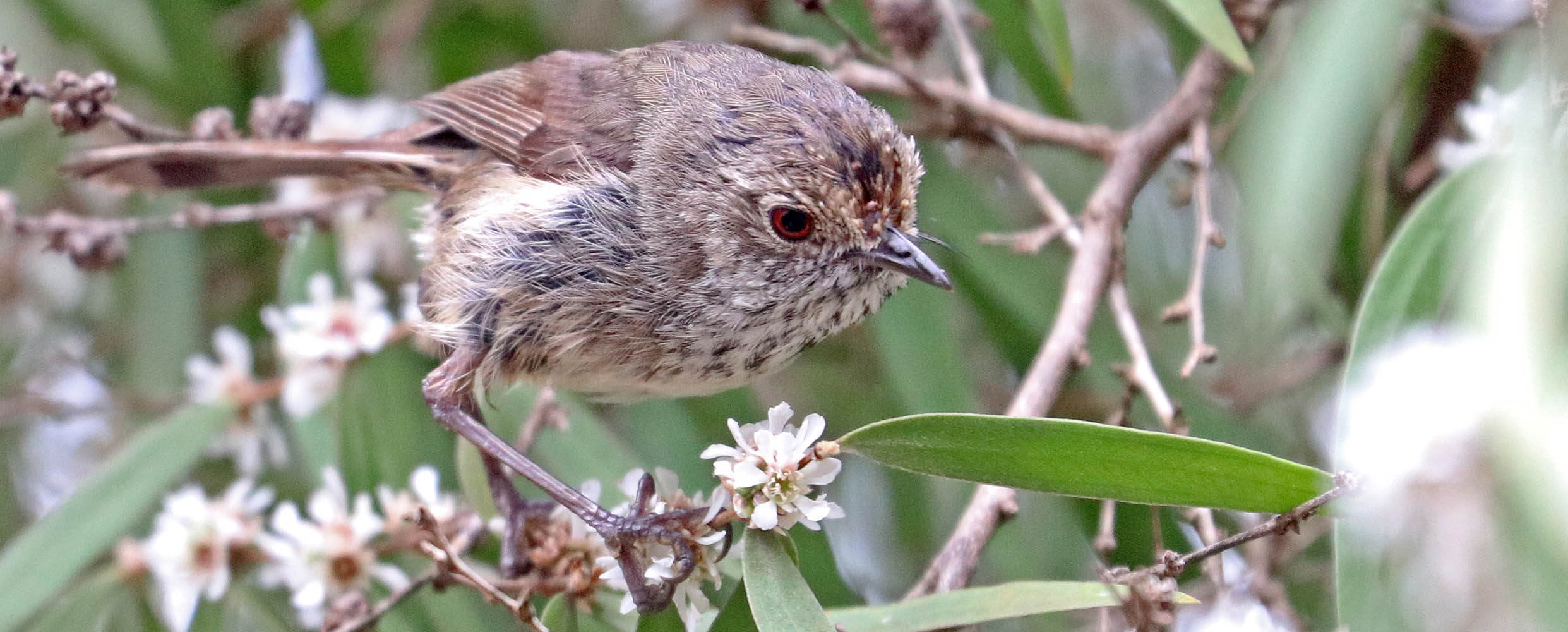 thornbill-brown-zeitzi-kangaroo-island