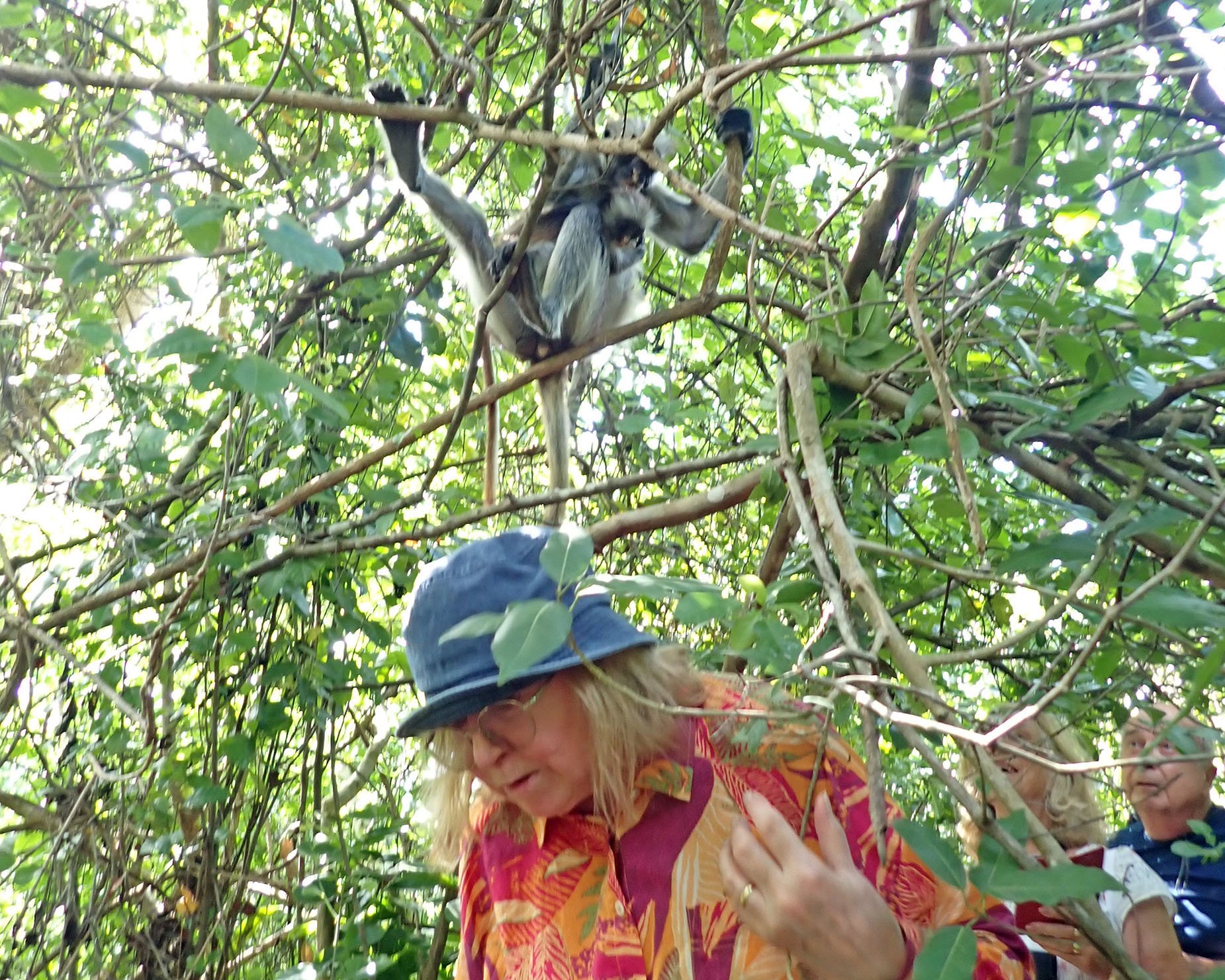 tourist-and-red-colobus-zanzibar-