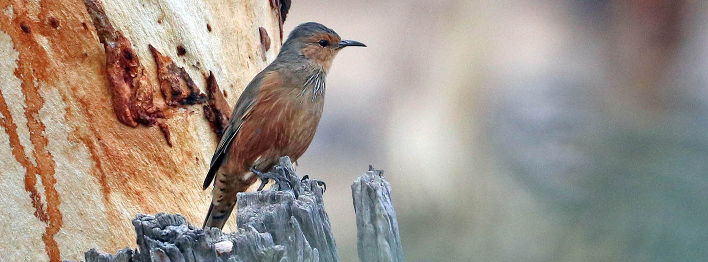 treecreeper-rufous-western-dryandra