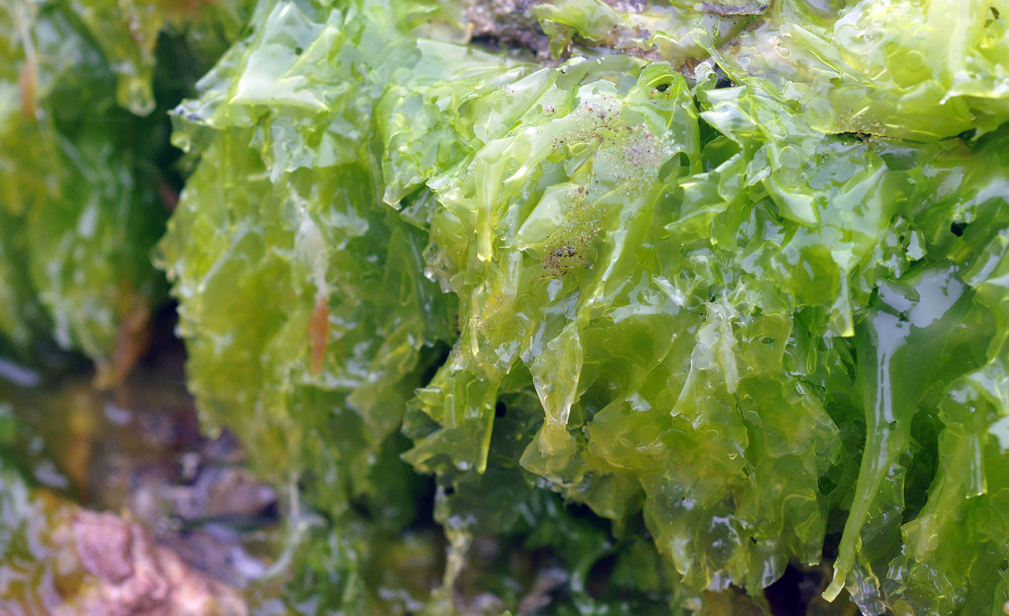 ulva-sea-lettuce-maria-island