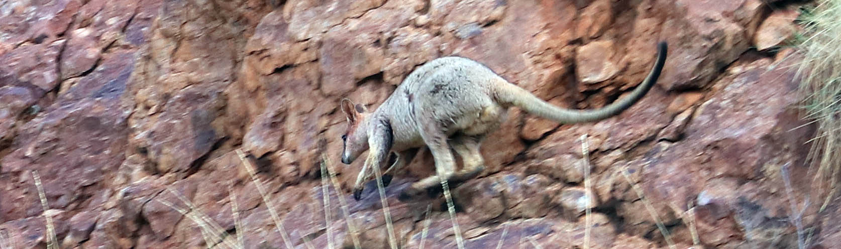 wallaby-purple-necked-leaping-mt-isa-2