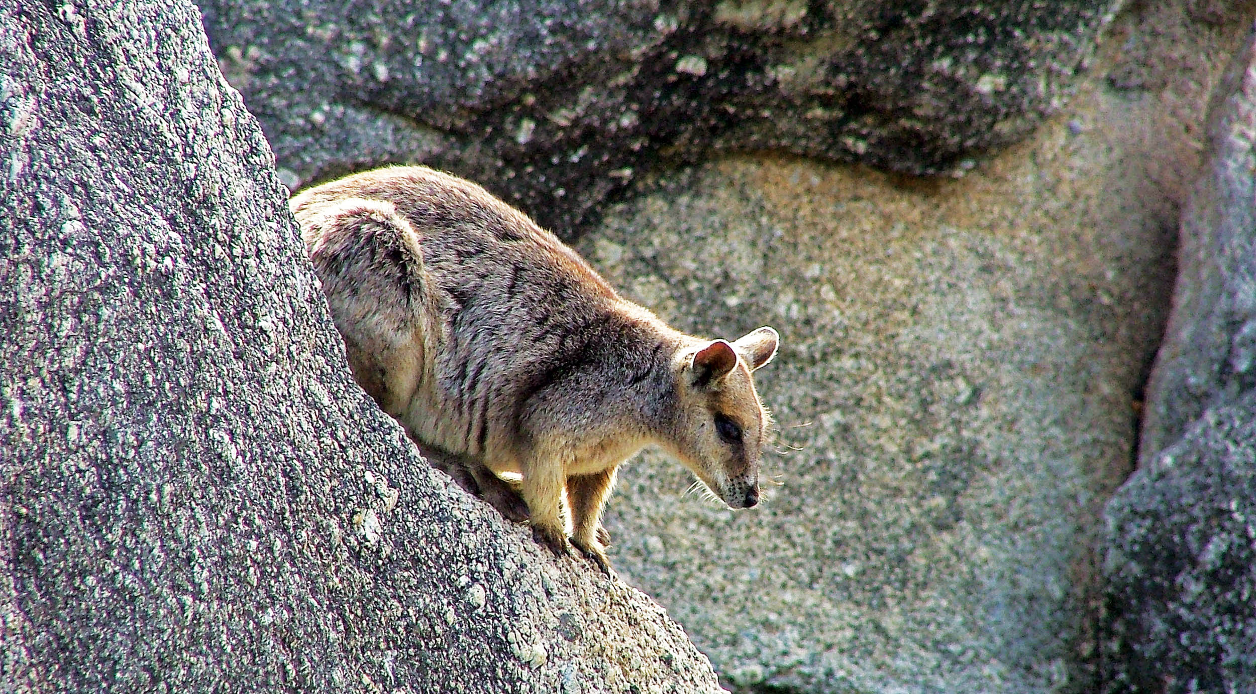 wallaby-rock-mareeba