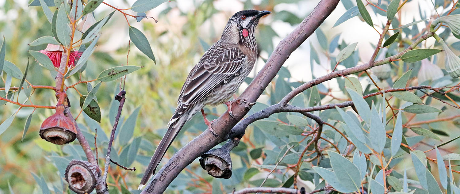 wattlebird-red-kings-park