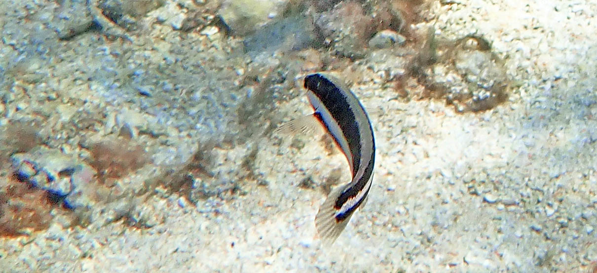 wrasse-western-king-juv-rottnest