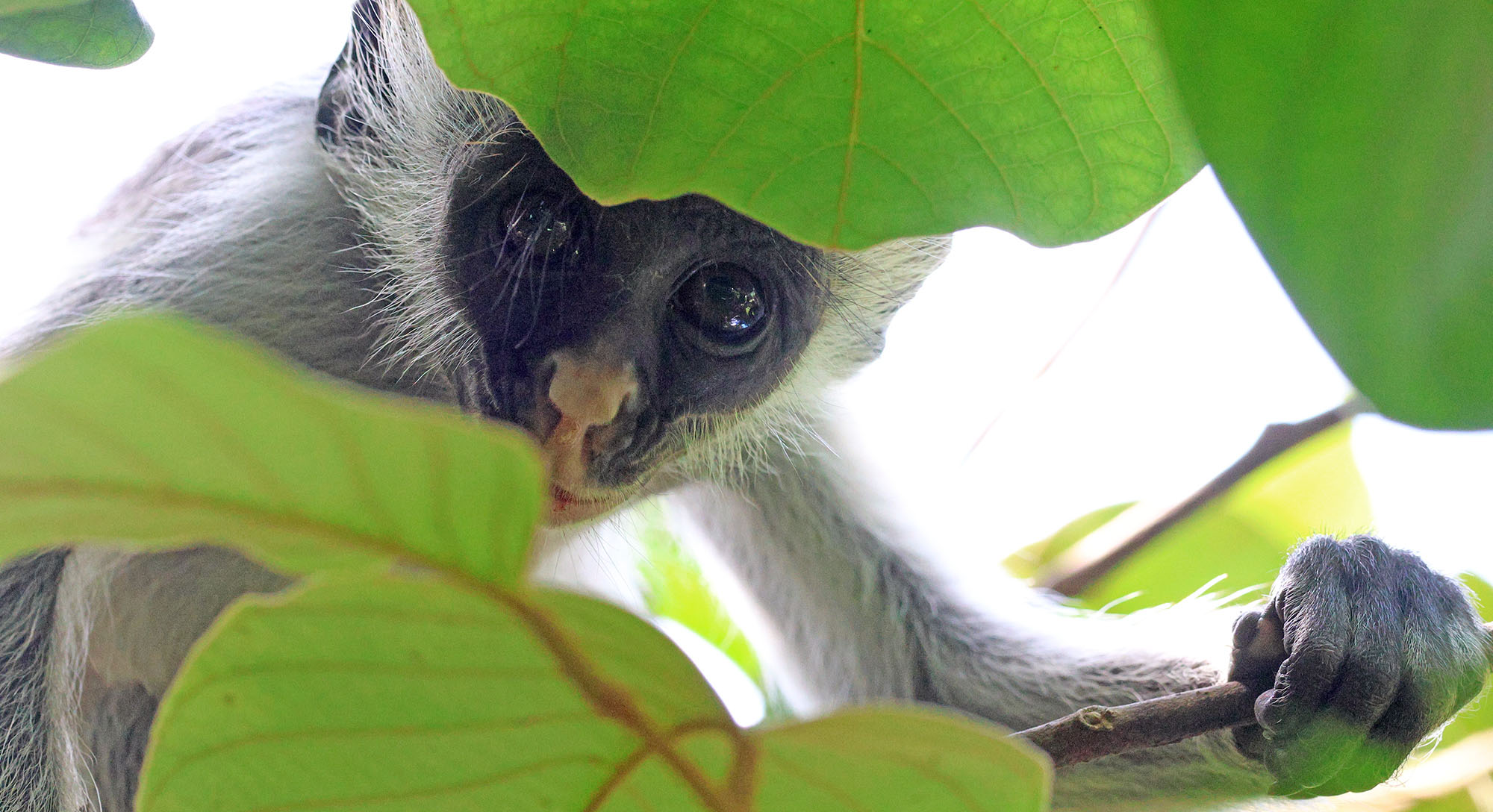 zanzibar-red-colobus-young-